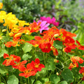 2 Nasturtium Flower Plants, Annual Nasturtium Flowering Vines, Vibrant Blooms 4-6 Inch Tall for Planting Outdoor