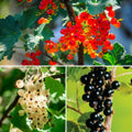 3 Mix Currant Bush Live Plants, Currant Plants Live to Grow 5 to 8 Inch Height, Sweet Currant Berry Fruit Starter Plant
