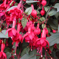 Red Fuchsia Plants Live, Fuchsia Plants, 3 to 5" Tall Starter Plug, Hardy Perennial Flowers Plant for Planting, Hanging Basket, Colorful Plant