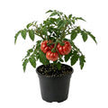 Tomato Plant Live 4 Inch Pot, Small Fruit Tomato Plant for Raised Beds, Patio Containers or Outdoor Growing, 4-6 Inches (Beefsteak Tomato)