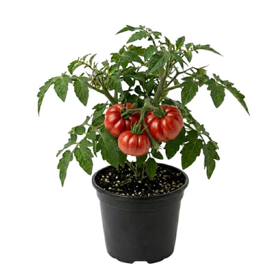Tomato Plant Live 4 Inch Pot, Small Fruit Tomato Plant for Raised Beds, Patio Containers or Outdoor Growing, 4-6 Inches (Beefsteak Tomato)