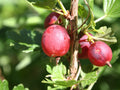 Gooseberry Plant Live, Gooseberry Bush Live Plant for Planting Your Garden, Gooseberry Shrub Starter Plant 5-9 Inch Height