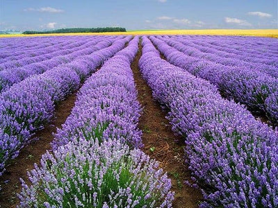 Pink Purple Lavender Herb Live Plants, French Lavender Well Rooted Plugs, Perennial Flowers 3-6 Inc Tall