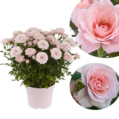 Mini Rose Bush Live Plant in 3.5'' Pot, Miniature Rose Plant Live, 3-5'' Tall, Mini Rose Plant, Live Flower Plant for Office and Home Decoration (Light Pink)