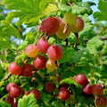 Red Gooseberry Plant Live, Gooseberry Bush Live Plant 5 to 9 Inch Tall, Gooseberry Fruit Tree