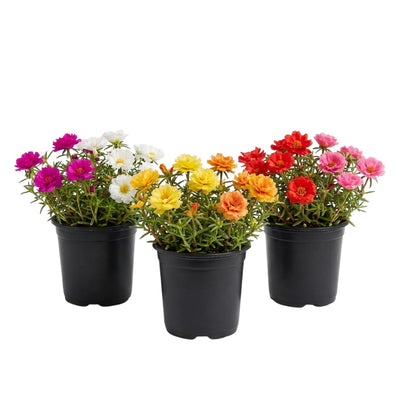 3 Moss Rose Plants Live in 4'' Pot, Random Color Portulaca Flowers for Patio Pots, Garden Borders and Containers, 4-7 Inch Tall