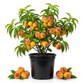 Sweet Peach Tree Live Plant, Cold Hardy Peach Tree, 1-2 Ft Tall