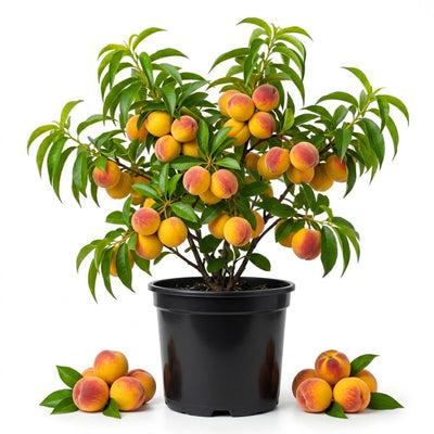Sweet Peach Tree Live Plant, Cold Hardy Peach Tree, 1-2 Ft Tall
