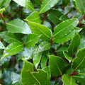 Bay Leaf Plant Live, Bay Laurel Culinary Herb, 5–8 Inches Tall, Well Rooted Starter Plant, No Pot, Ready for Indoor or Outdoor Growing