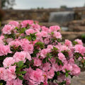 Coral Reblooming Azalea Rhododendron Plant Live in 4 Inch Pot, Azalea Rhododendron Bush Shrub, Bloom in Spring, Late Summer, Fall Rebloom