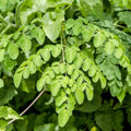2 Moringa Plants Live Trees for Growing, Malunggay Plants, 5-9" Drumstick Horseradish Tree, Moringa Oleifera Plant Live, No Pot, Well Rooted
