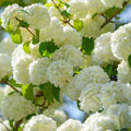 Snowball Viburnum Plant Live for Planting, Fragrant Viburnum Shrub Viburnum Bush in 4 Inc Pot, Viburnum Tree Ready to Grow
