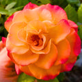 Golden Yellow Orange Rose Bushes Shrubs Live Plant, Landscape Rose for Planting, Starter Size, 4 to 10 Inc Tall