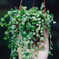 String of Turtles Plant Live, Trailing Succulent Vine, Rare Live Indoor Plant in Pot