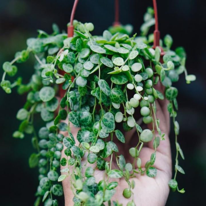 String of Turtles Plant Live, Trailing Succulent Vine, Rare Live Indoor Plant in Pot