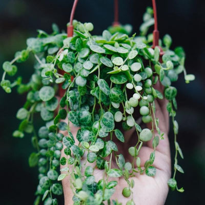 Live Plant, Rare Succulent Houseplant Indoor Home Decoration