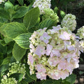 White Pink to Blue White Flower Hydrangea Live Plant 4" Pot, Hydrangea Shrub Flower Plants for Outdoor or Indoor Planting, Change Color Perennial Plant