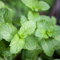 Spearmint Herb Plant Live, Perennial Mint Plant, Fragrant Mints, 3.5 Inch Pot for Indoor or Outdoor Growing