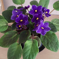Purple African Violet Plant Live, 4 Inch Pot, Indoor Flowering Plant