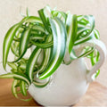 Curly Spider Plants Live Houseplants in 4" Pot, Airplane Live Plants Indoor Outdoor Decor and Planting
