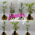 3 Lavender Plants Live Starter Plants 1-3" in Tall, Hardy Perennial Lavender for Garden and Landscape with Fragrant Purple Blooms, No Pot (Sensational)