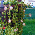 String of Pearls Plant Live, Variegated String of Pearls Plant Live, Succulent Vine Plant Live for Hanging Baskets, 4 Inches Pot