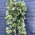 White Pothos Live Plant, Live Pothos Plant, Variegated Pothos Plant Live in 4 Inches Pot, Indoor Live House Plant, House Indoor Plant