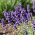 Lavender Plant Live, Phenomenal Lavender Plant Live Indoor Outdoor, Vibrant Bloom, 8 to 10 Inc Tall, Quart Pot, Fragrant Lavandula Seedling for Patio and Container