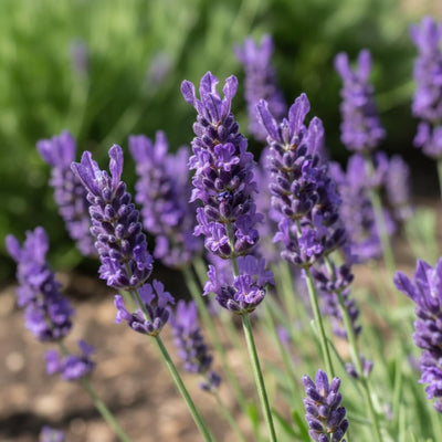 Lavender Plant Live, Phenomenal Lavender Plant Live Indoor Outdoor, Vibrant Bloom, 8 to 10 Inc Tall, Quart Pot, Fragrant Lavandula Seedling for Patio and Container
