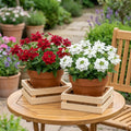 Set 2 Mix Verbena Plants Live, Verbena Plants, 4-8 Inc Tall, Long Blooming Ground Cover Flowers, Ideal for Patio and Outdoor Garden