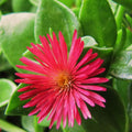 2 Red Aptenia Live Plants, Starter Red Ice Plant in 2" Pot, Baby Sun Rose Trailing Succulents, Ground Cover, Outdoor Garden
