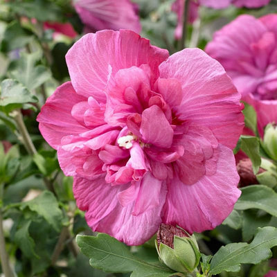 1 Magenta Rose of Sharon Plant Live 4 Inch Pot, Hardy Hibiscus Shrub with Vibrant Blooms, Althea Hibiscus Syriacus Flowers