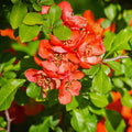 Orange Quince Flowering Plant, Double Quince Flower Shrub Outdoor Planting, 5 to 7 Inch Tall
