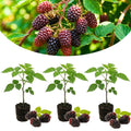 Set 3 Thornless Boysenberry Plants, Boysenberry Plants Live for Planting, 4-6 Inc Tall, Well Rooted, Sweet Berries, Boysenberries Plant for Indoor Outdoor Planting