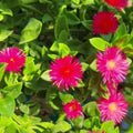 Red Apple Aptenia Live Plants, Starter Red Ice Plant in 2 Inch Pot, Baby Sun Rose Trailing Succulent for Ground Cover and Outdoor Garden
