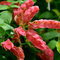 Set of 2 Red Shrimp Live Plants, Shrimp Flower, Justica Brandegeana Plant, 4-7 Inches Tall for Indoor or Outdoor Planting