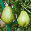 Chayote Squash Plant Live, Chayote Plant, Gallon Pot, Vegetable Plant for Gardening Indoor Outdoor, 7 to 9 Inc Tall