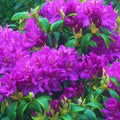 Purple Reblooming Azalea Rhododendron Plant Live in 4 Inch Pot, Azalea Rhododendron Bush Shrub, Bloom in Spring, Late Summer, Fall Rebloom
