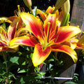 2 Yellow Red Lily Bulbs, Giant Lily Flower Bulbs for Planting, Lily Flowering Bulbs, Lily Spring Bulbs, Outdoor Indoor Flower Bulbs to Plant