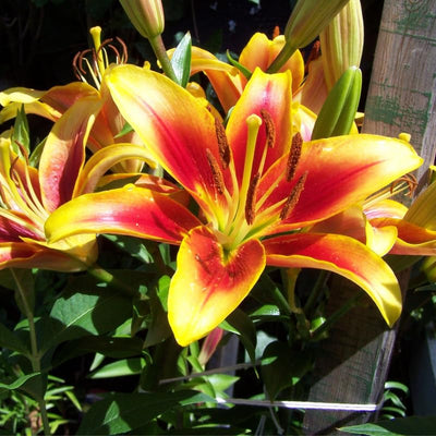 2 Yellow Red Lily Bulbs, Giant Lily Flower Bulbs for Planting, Lily Flowering Bulbs, Lily Spring Bulbs, Outdoor Indoor Flower Bulbs to Plant