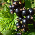 Consort Black Currant Plant Live Well Rooted 5-9" Tall, Edible Black Currant Bush Live Plant, Zones 4 to 8, Currant Berries