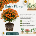 2 Bright Orange Lantana Plants Live Trees, Ready to Bloom, Hardy Long Blooming Seasons, Vibrant Colorful Perennial Fragrant, 5-10" in Tall, Full Sun Growing