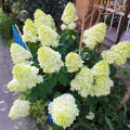 White Pink to Green Hydrangea Live Plant 4" Pot, Hydrangea Shrub Flower Plants for Outdoor or Indoor Planting, Change Color Perennial Plant