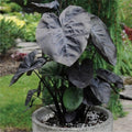 2 Black Alocasia Plants Live Houseplant for Indoor Outdoor Growing, 4 to 8 Inches Tall, Rare and Hardy