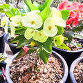 Yellow Crown of Thorns Plant Live, Euphorbia Milli Plant, Yellow Flower Plants for Growing, 4 to 6 Inch