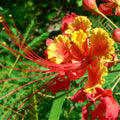 Red Pride of Barbados Tree Live Plant, 1 Year Old Mexican Bird of Paradise Plant Live 6-10" in Tall in Pot, Dwarf Poinciana Tree, Dormant in Winter