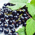 Black Currant Plant Live Well Rooted 1 Year Bare Root, Sweet Currant Bush Live Plant, Currant Berries