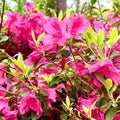 Pink Reblooming Azalea Rhododendron Plant Live in 4 Inch Pot, Azalea Rhododendron Bush Shrub, Bloom in Spring, Late Summer, Fall Rebloom
