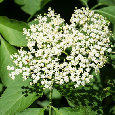 Elderberry Plant in Quart Pot, 6 to 10" Tall Elderberry Plants, Perennial Fruit Bushes Plant for Outdoor Garden, Dormant in Winter