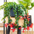 YOKEBOM 1 Aeschynanthus Curly Lipstick Vines 3 Inc Pot, Twisted Lipstick Plants Live for Planting